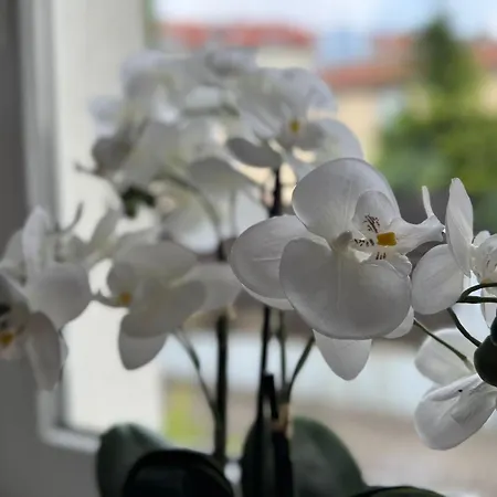 Am Muehlenviertel - 3 Schlafzimmer - 6 Betten - Wlan - Smart Tv - Altstadtnah *